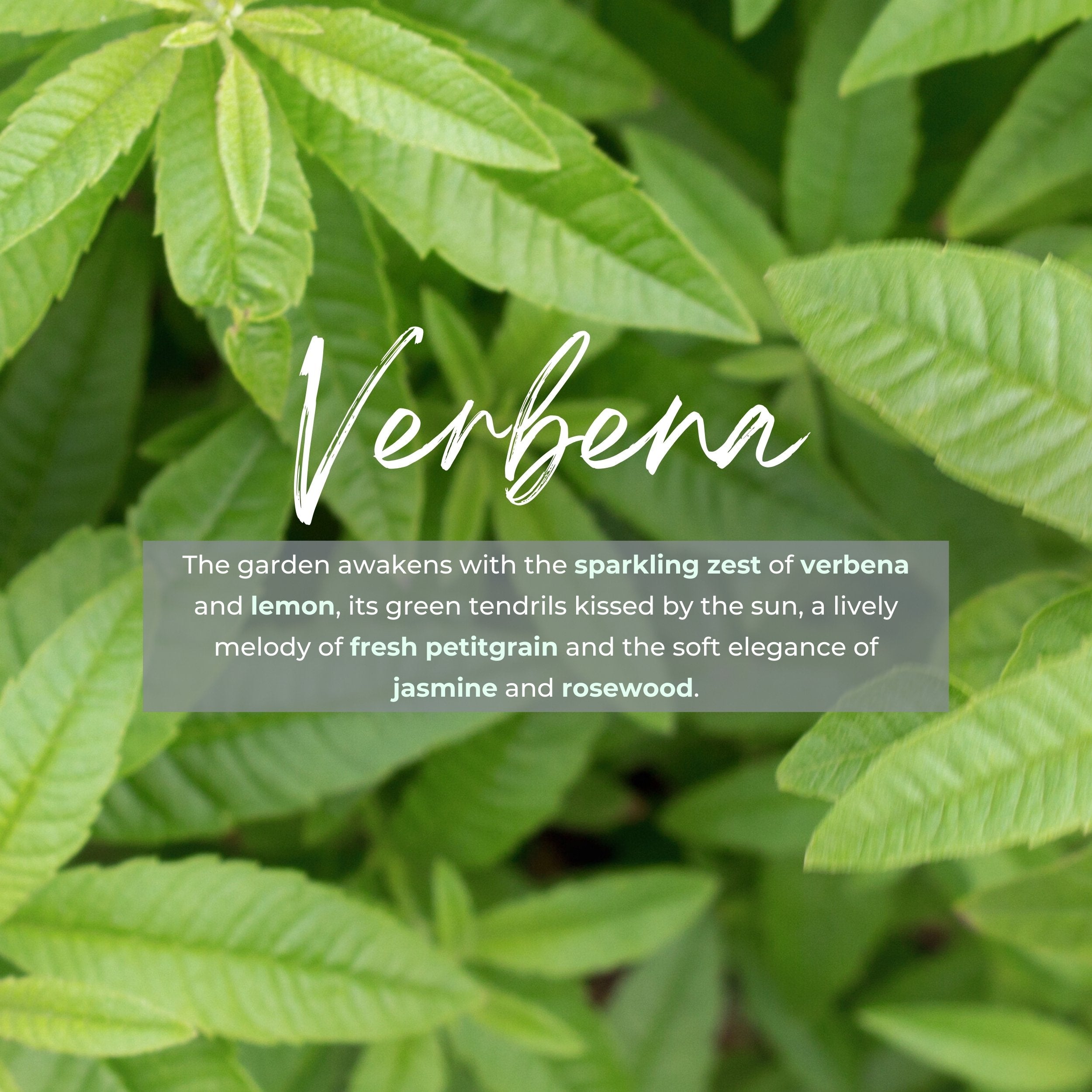 Durance Refill for scented bouquet 250 mL Verbena fragrances