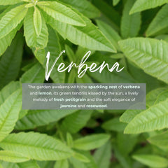 Durance Refill for scented bouquet 250 mL Verbena fragrances