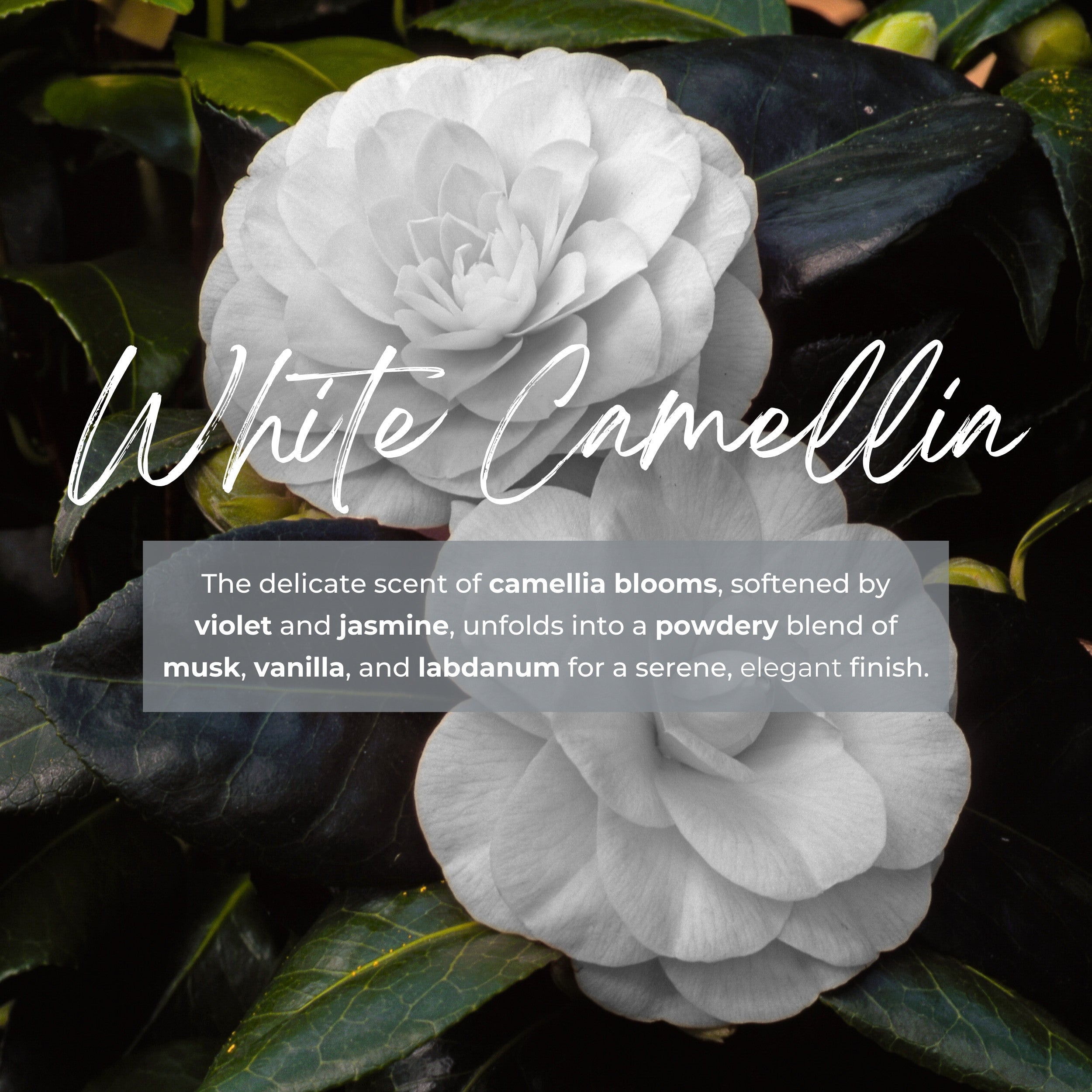 Durance Refill for scented bouquet 250 mL White Camellia fragrances