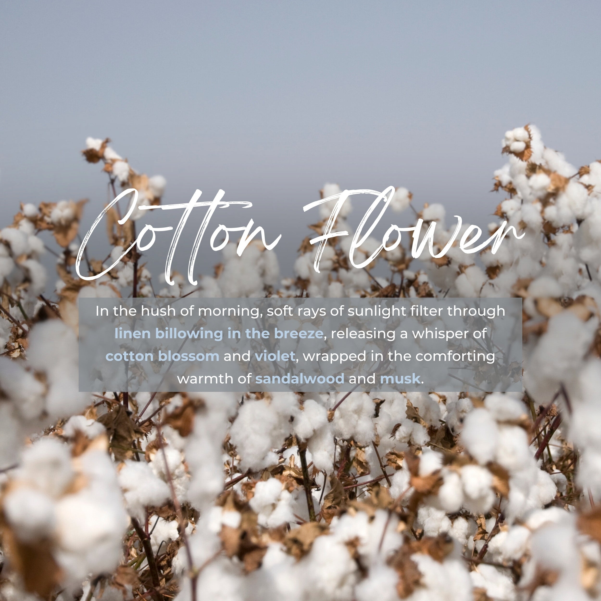 reed diffuser refill Cotton Flower 02