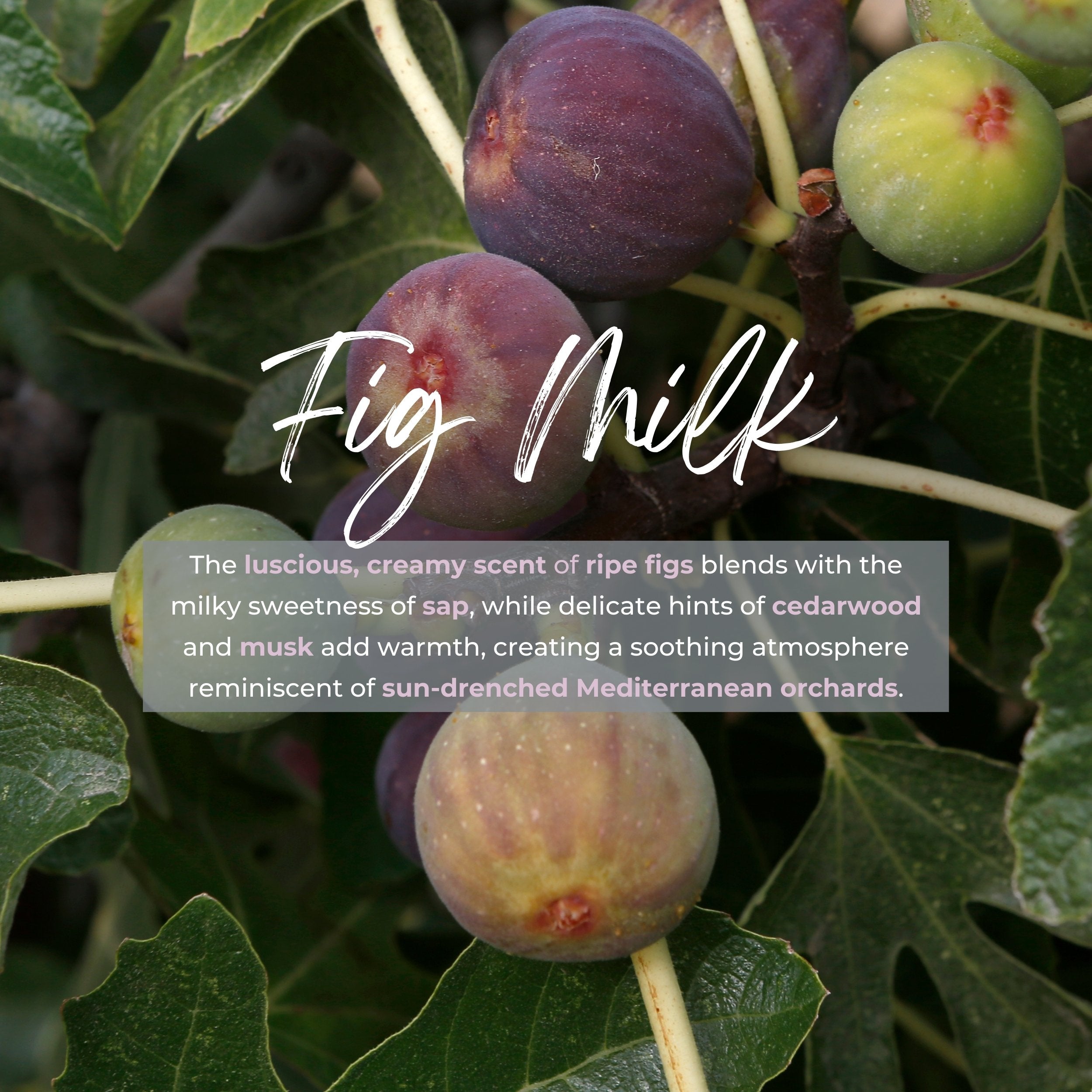 Durance Refill for scented bouquet 250ml Fig Milk fragrances