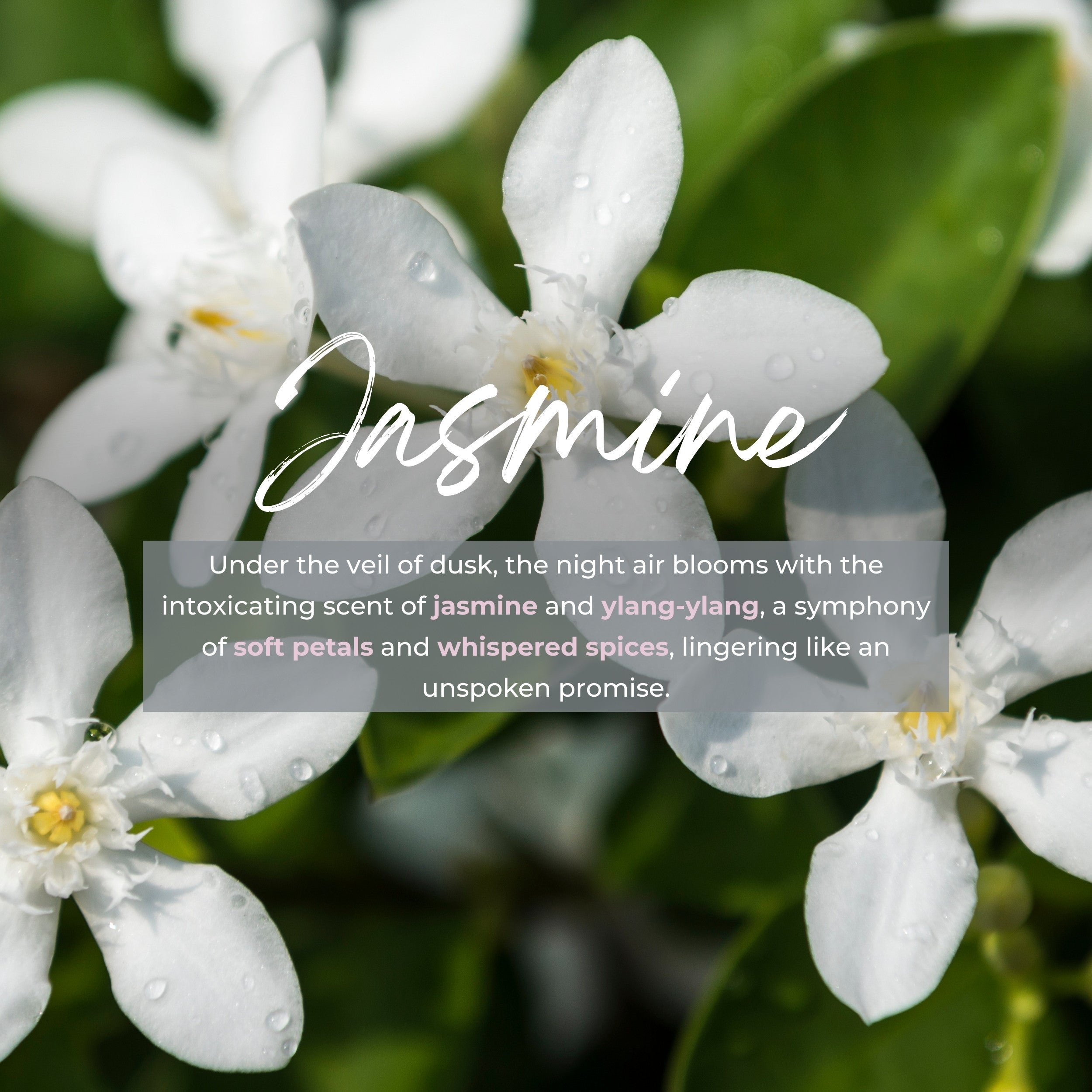 Durance Refill for scented bouquet 250ml Jasmine fragrances