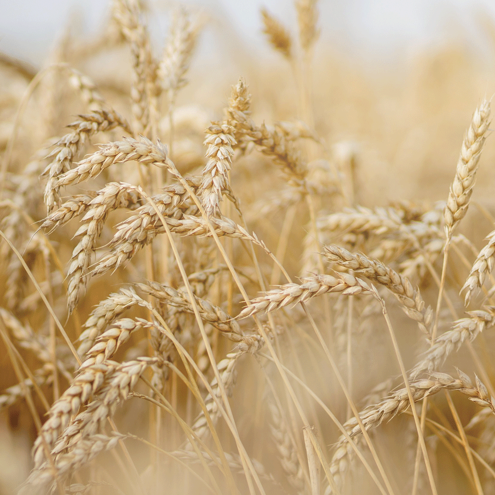 Rausch Dry, After Sun Hair Set