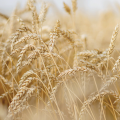 Rausch Dry, After Sun Hair Set