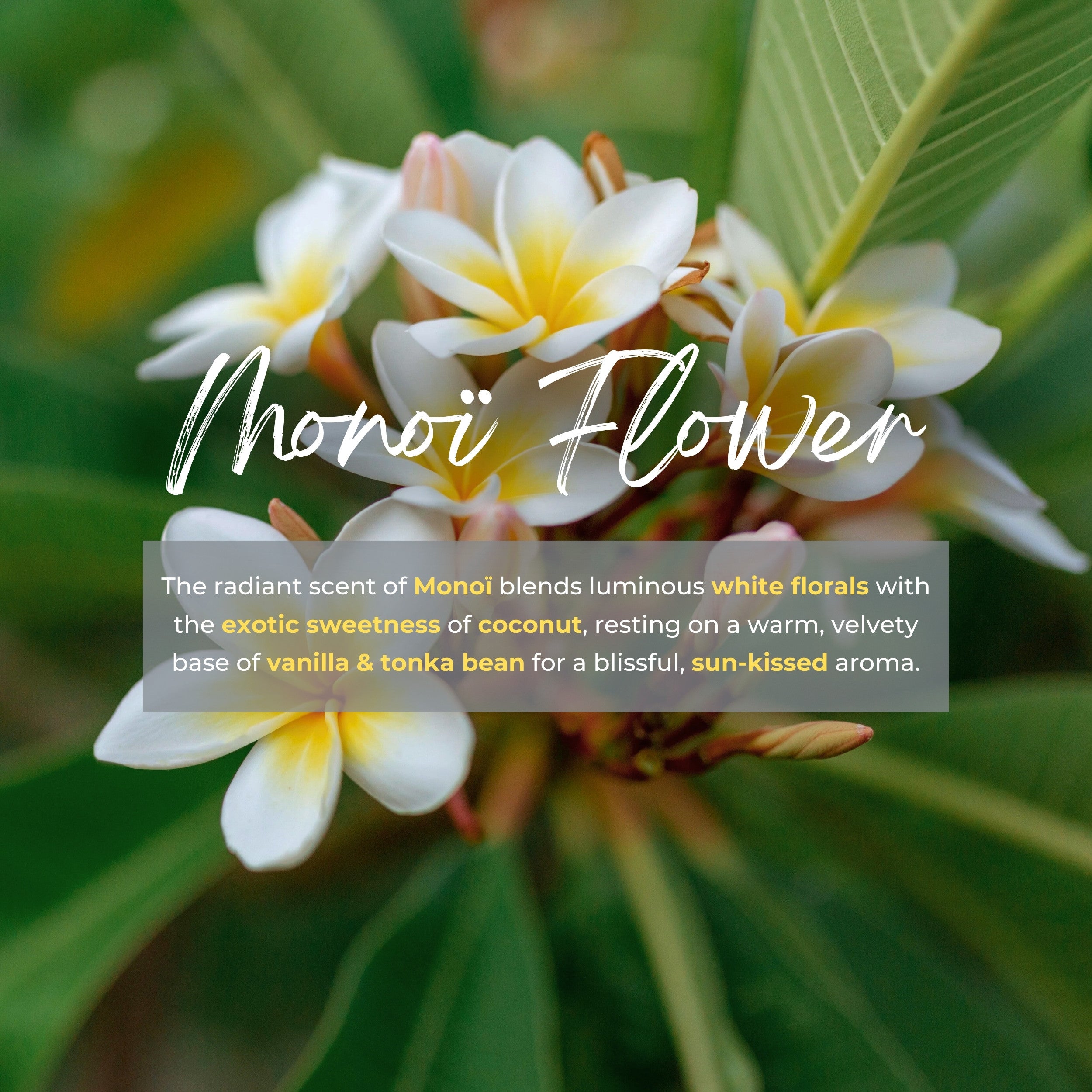 REED_DIFFUSER_MONOI_FLOWER ingredient