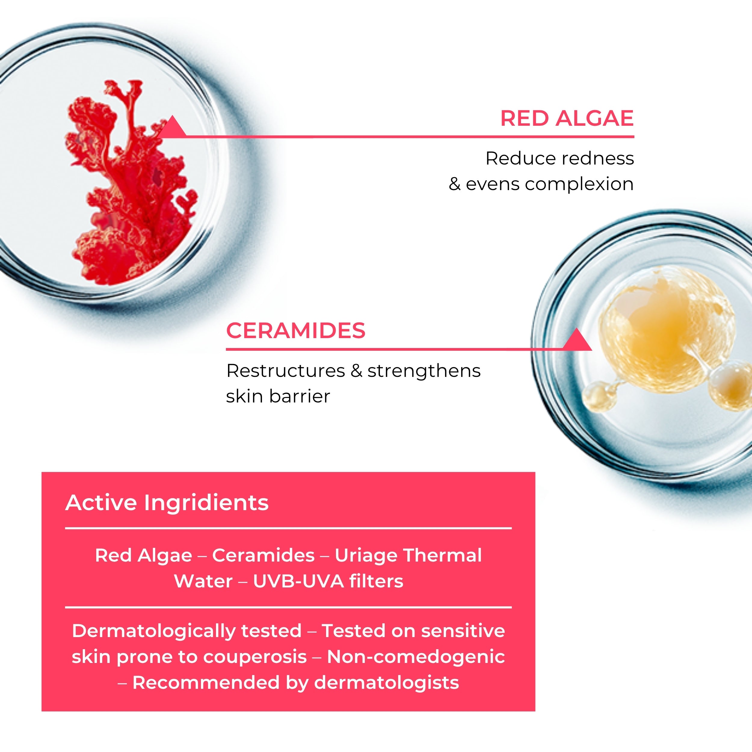 Diagram of red algae and ceramides with text on active ingredients and benefits.