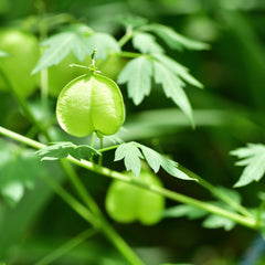 Rausch Heartseed Sensitive Shampoo for Irritated Scalp Main Ingredient