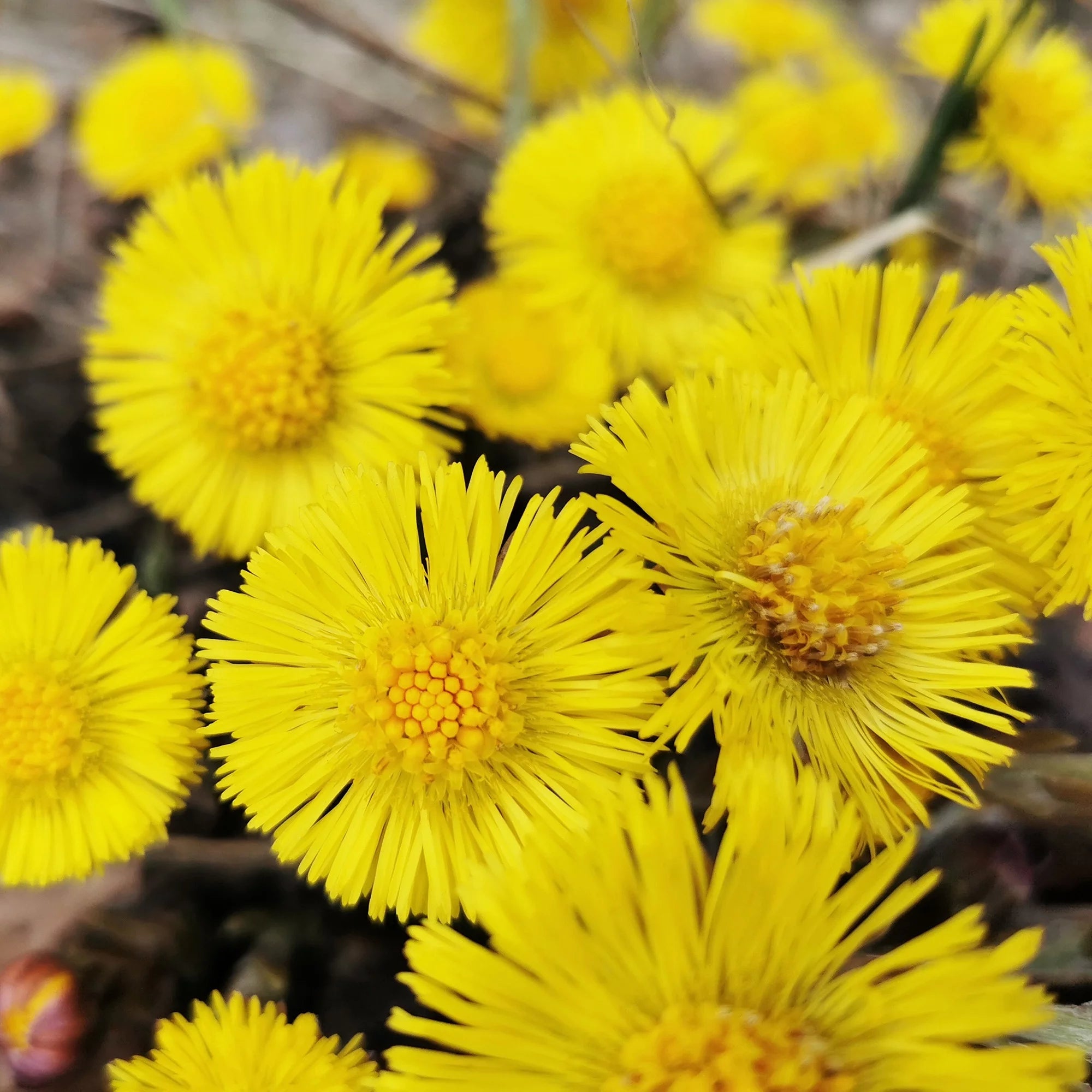 Rausch Anti-dandruff conditioner with coltsfoot 150ml Coltsfoot