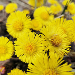 Rausch Anti-dandruff conditioner with coltsfoot 150ml Coltsfoot