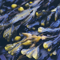 Rausch Degreasing scalp treatment Mask with seaweed 200 ml Main Ingredient