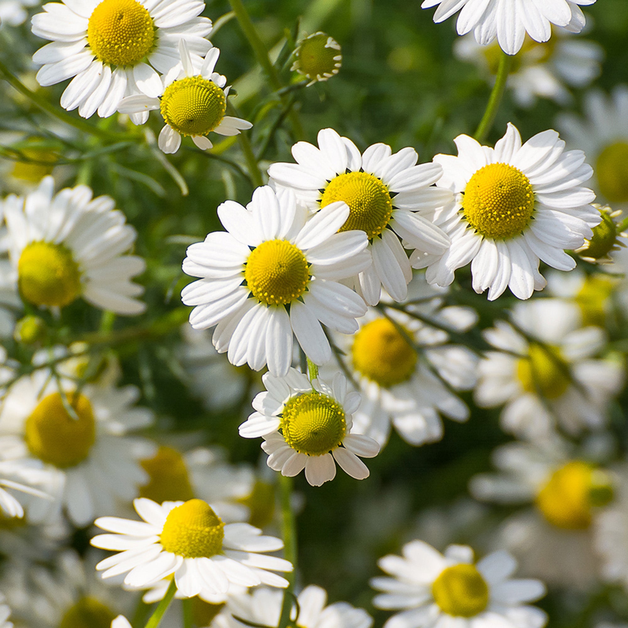 Rausch Detangling Spray Conditioner with Swiss herbs Main Ingredient