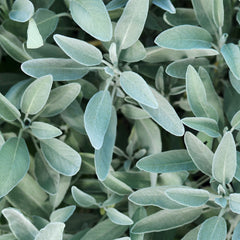 Rausch Silver-shine conditioner with sage 150 ml Main Ingredient