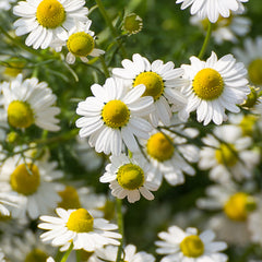 Rausch Swiss Herbal Care Shampoo Main Ingredient