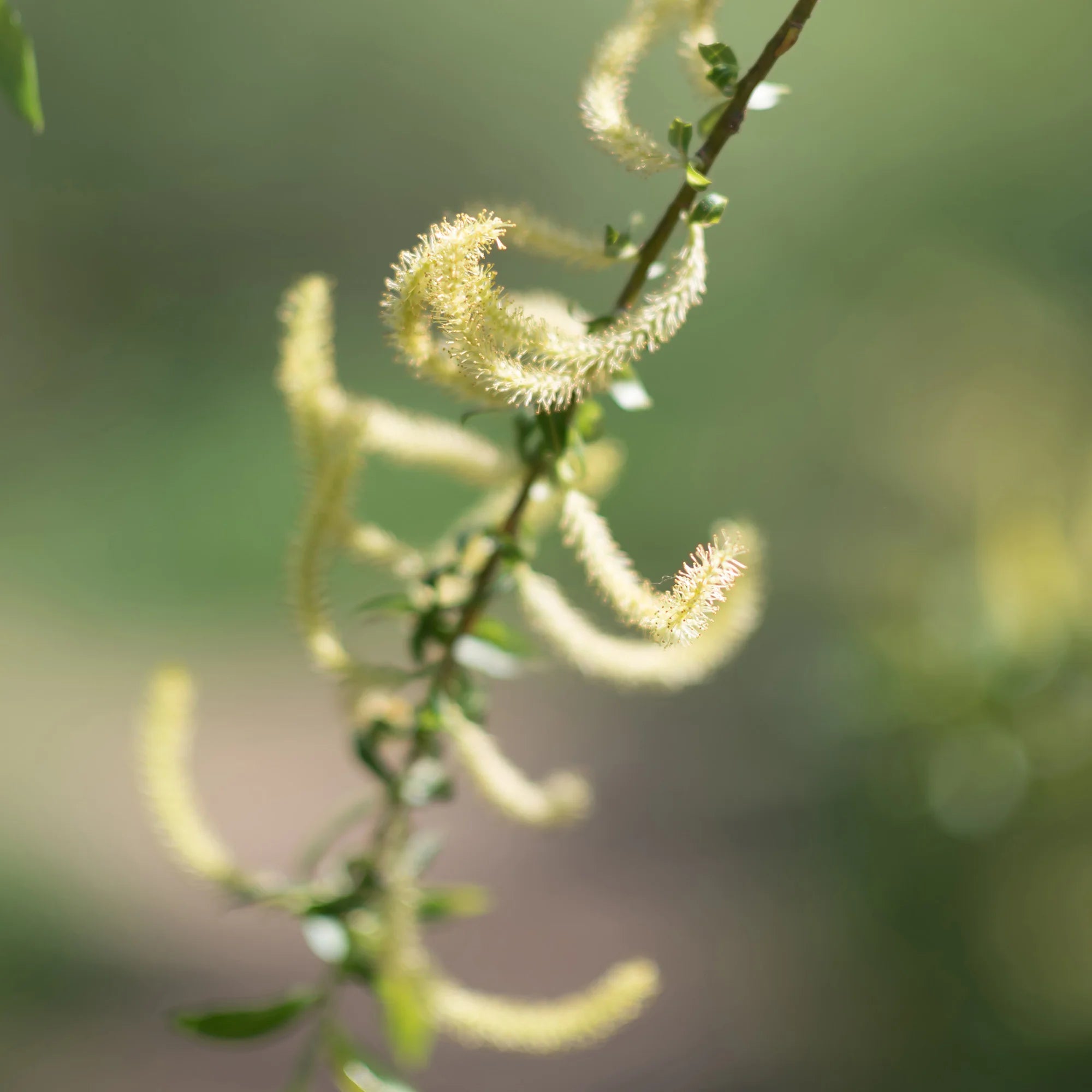 Rausch Treatment conditioner with willow bark 150ml Main Ingredient