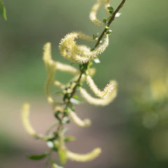 Rausch Treatment conditioner with willow bark 150ml Main Ingredient