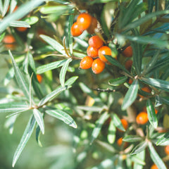 Rausch Volume Styling Gel 150ml Main Ingredient