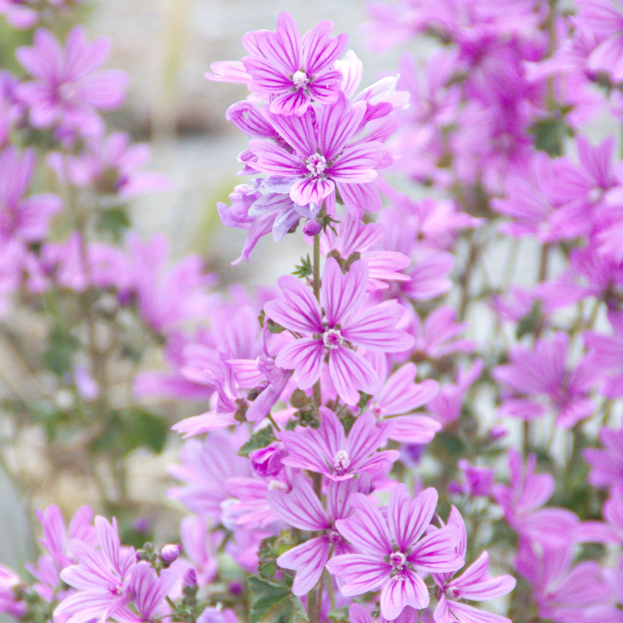 Rausch Volume spray conditioner with mallow 100ml Main Ingredient