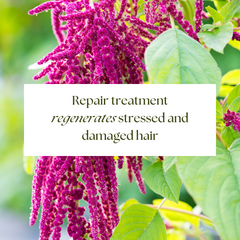 Rausch Damaged Hair Repair Set