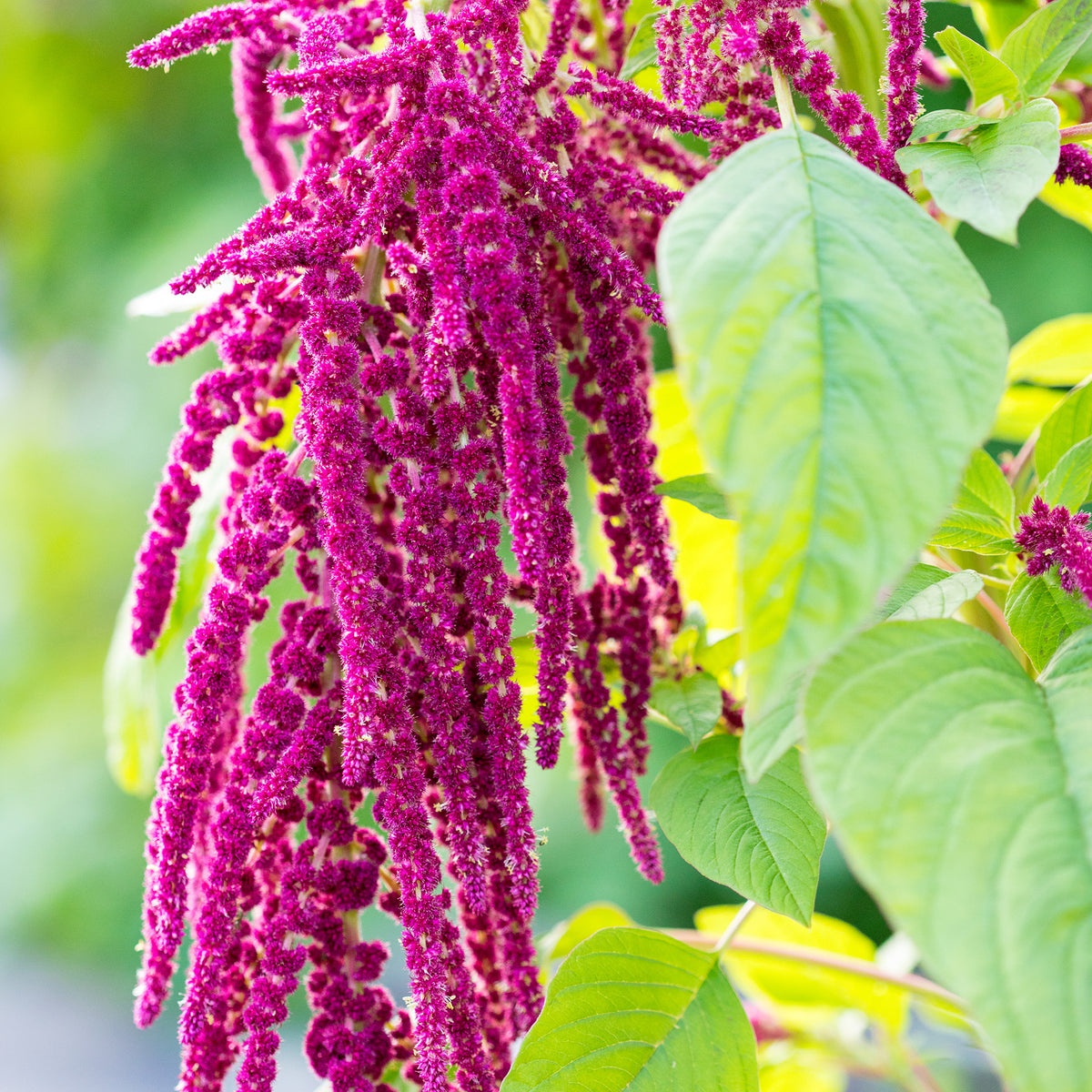 Rausch Repair Serum Amaranth