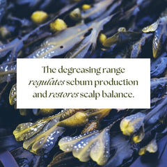 Rausch Greasy Hair Degreasing Shampoo with Seaweed 200ml