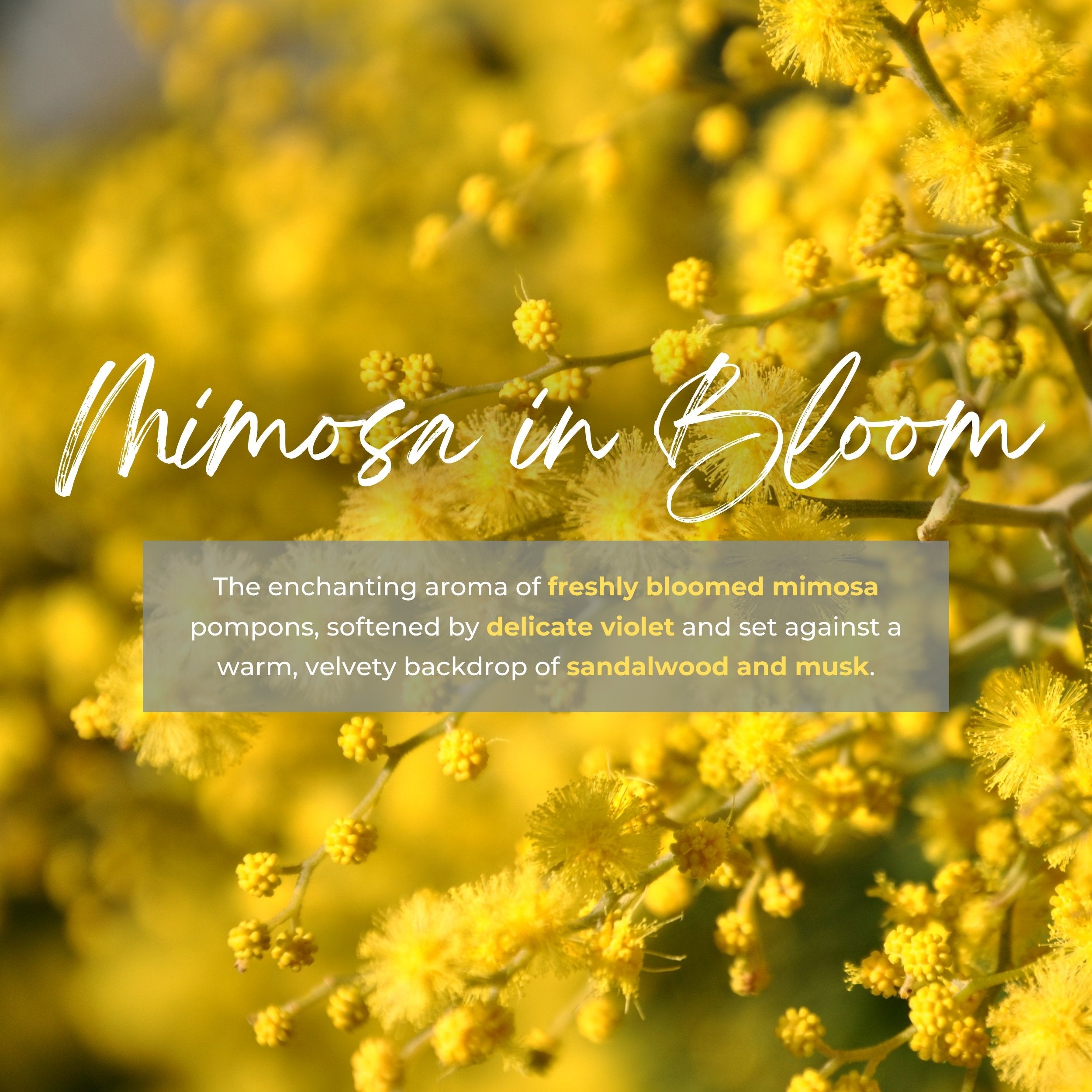 Durance Perfumed handmade Candle 180g Mimosa in Bloom fragrances
