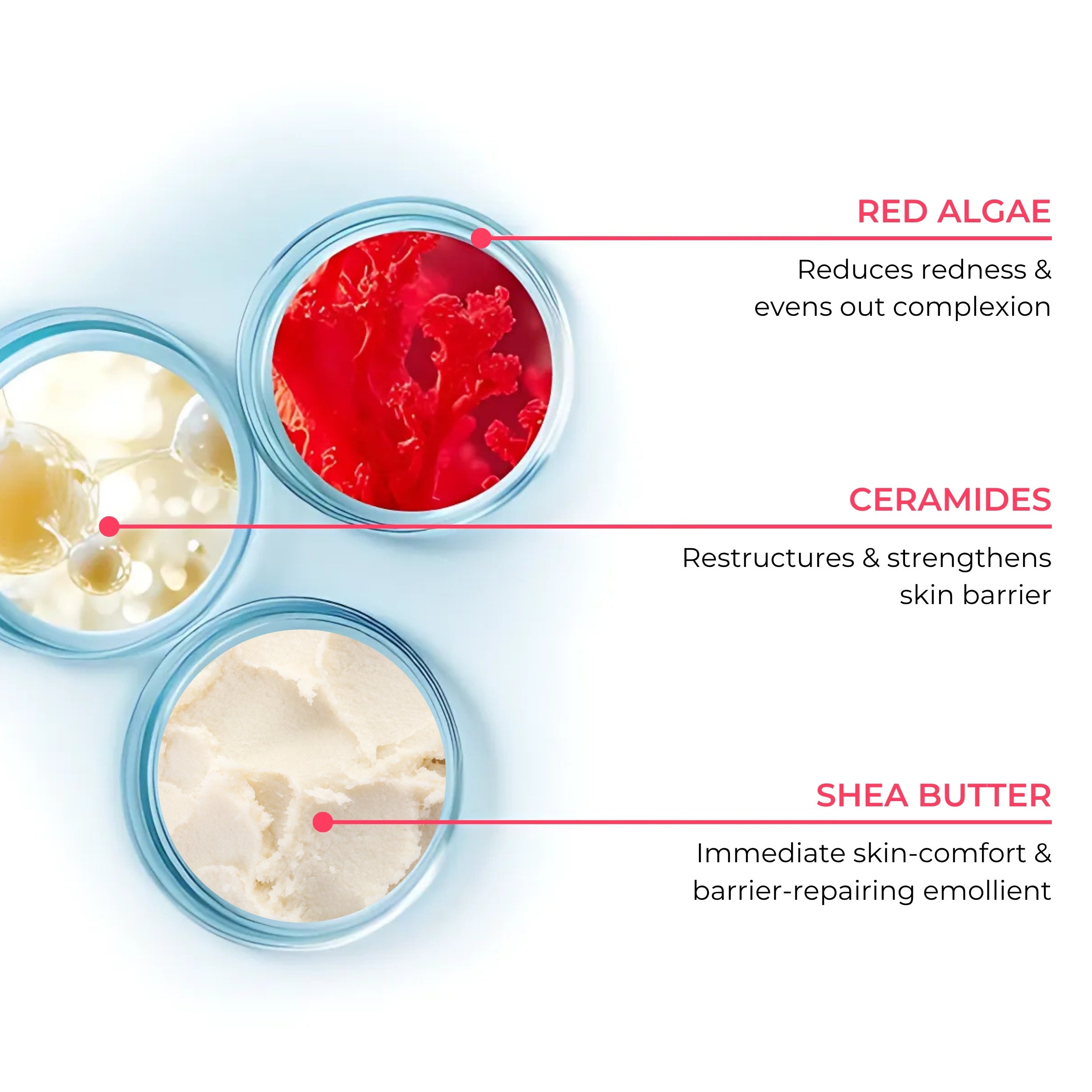 Three containers labeled 'Red Algae', 'Ceramides', and 'Shea Butter' with text describing their benefits on a light blue background.