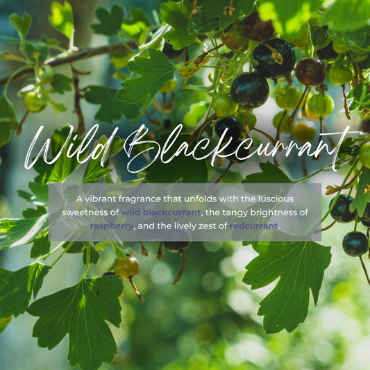 wild blackcurrant reed diffuser refill fragrances 